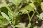 Fourspike heliotrope